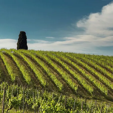 Fattoria Di Pancole *